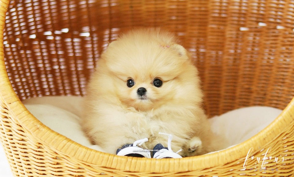 Dolce - Pomeranian F.