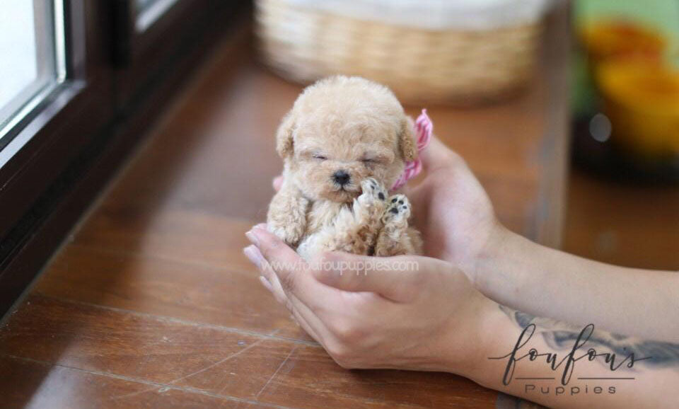 Duke - Poodle M.