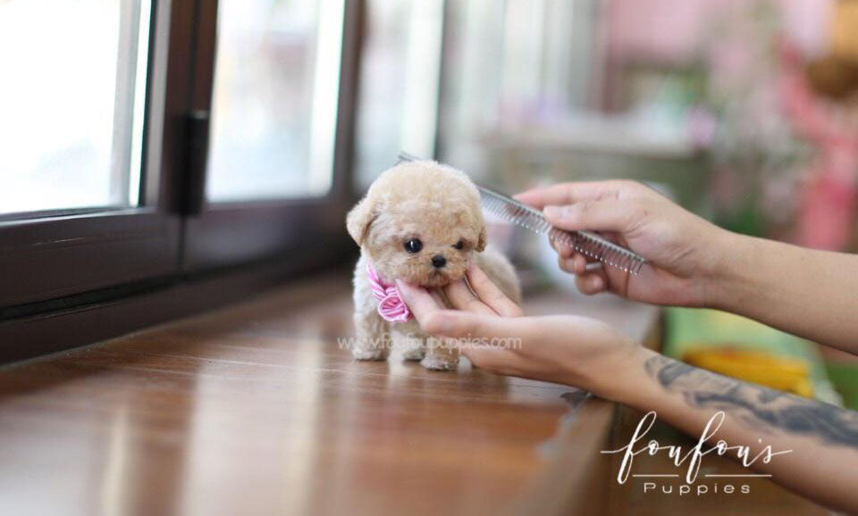 Duke - Poodle M.