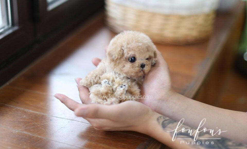 Duke - Poodle M.