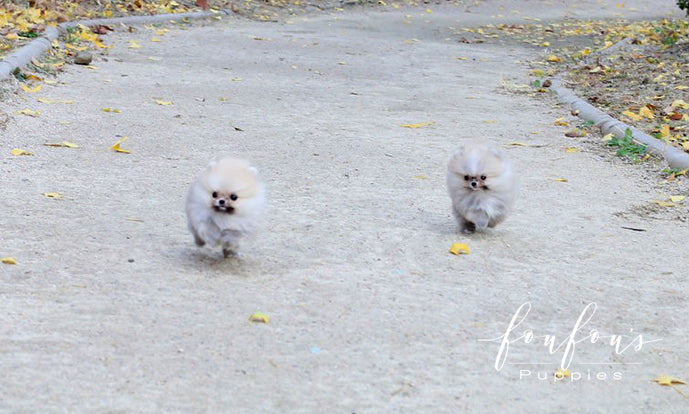 Hakuna &amp; Matata - Pomeranian M. (Price is for each puppy)