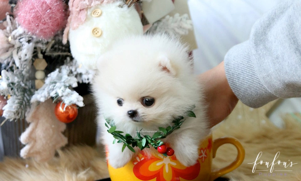 Elsa - Pomeranian F.