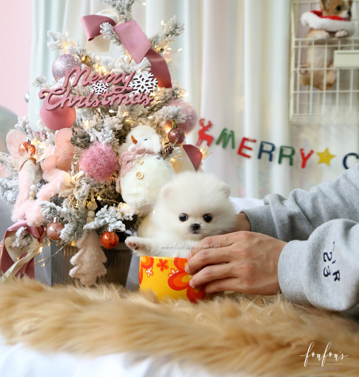 Elsa - Pomeranian F.