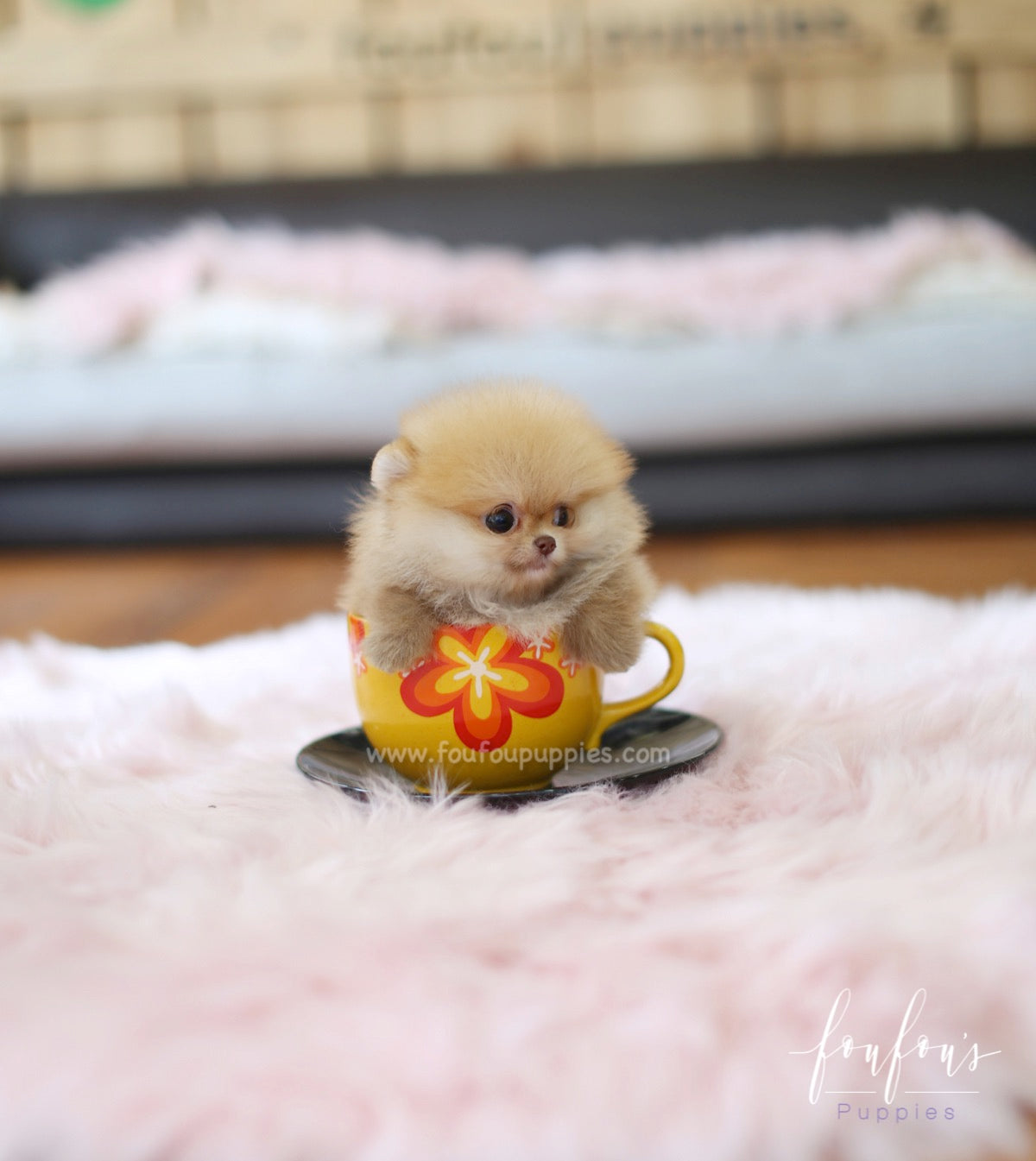 Kiwi - Pomeranian F.