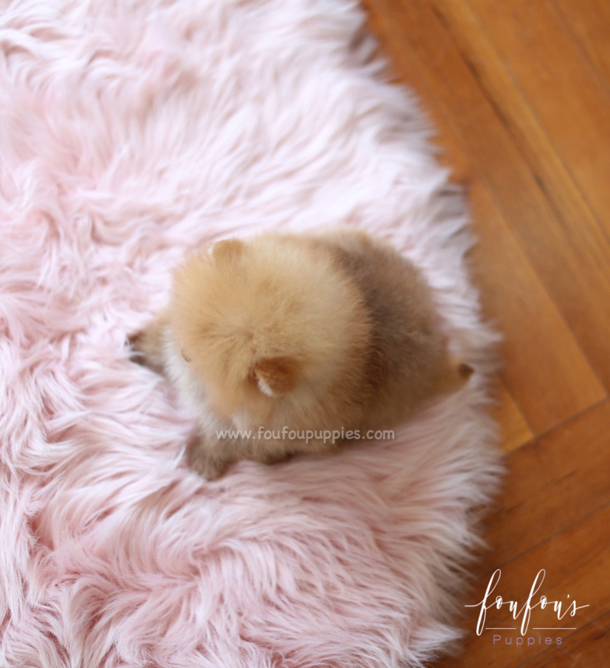 Kiwi - Pomeranian F.