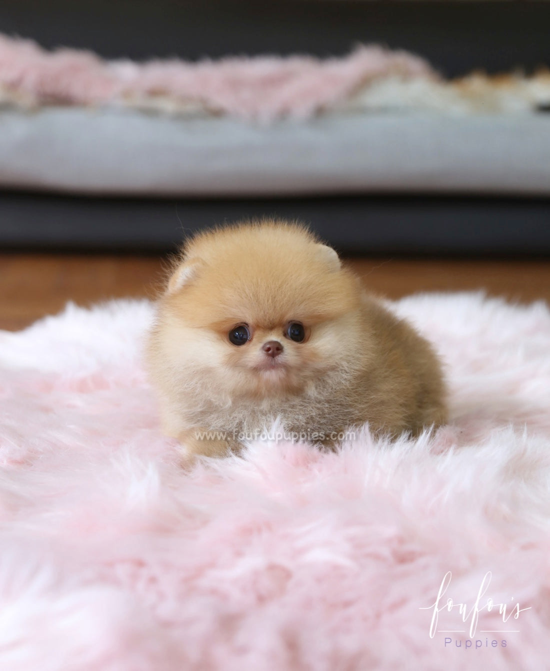 Kiwi - Pomeranian F.