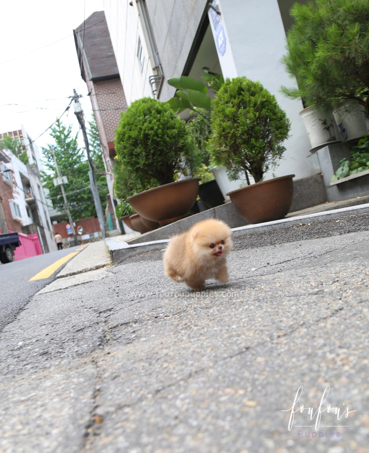 Kiwi - Pomeranian F.