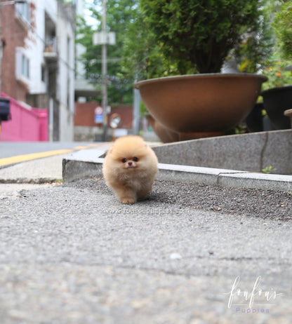 Kiwi - Pomeranian F.