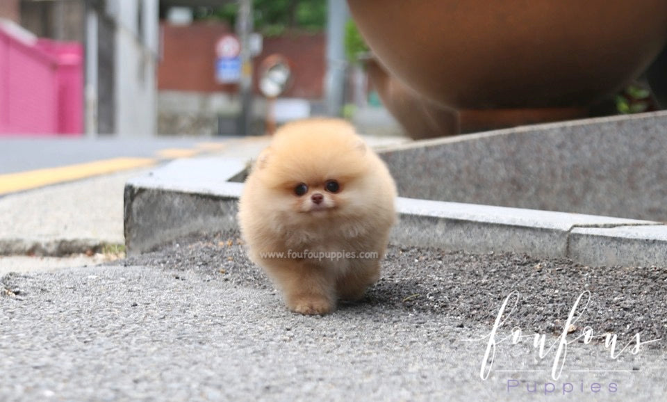 Kiwi - Pomeranian F.