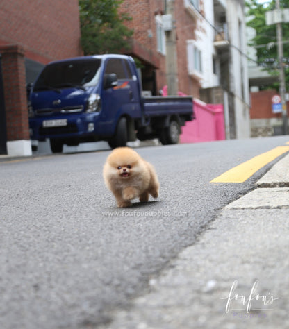 Kiwi - Pomeranian F.