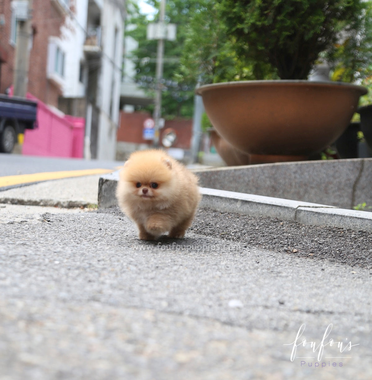 Kiwi - Pomeranian F.