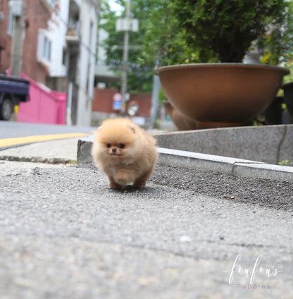 Kiwi - Pomeranian F.