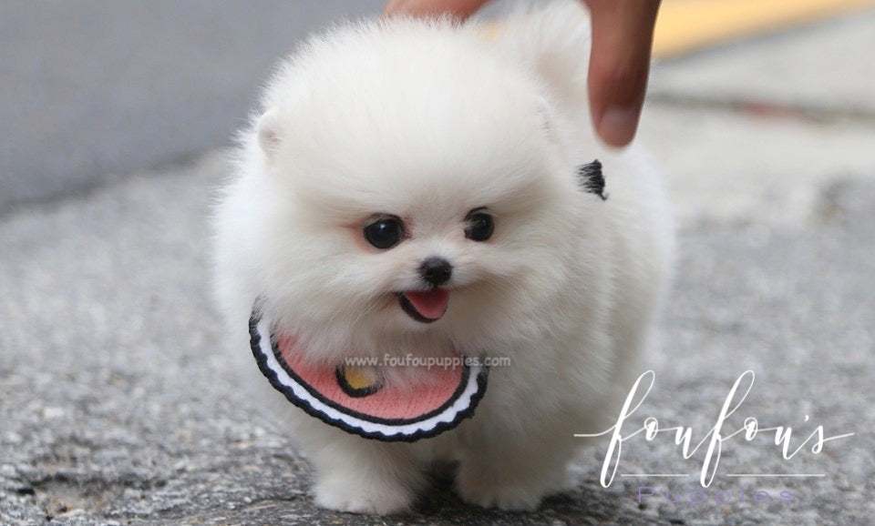 Coco - Pomeranian F.