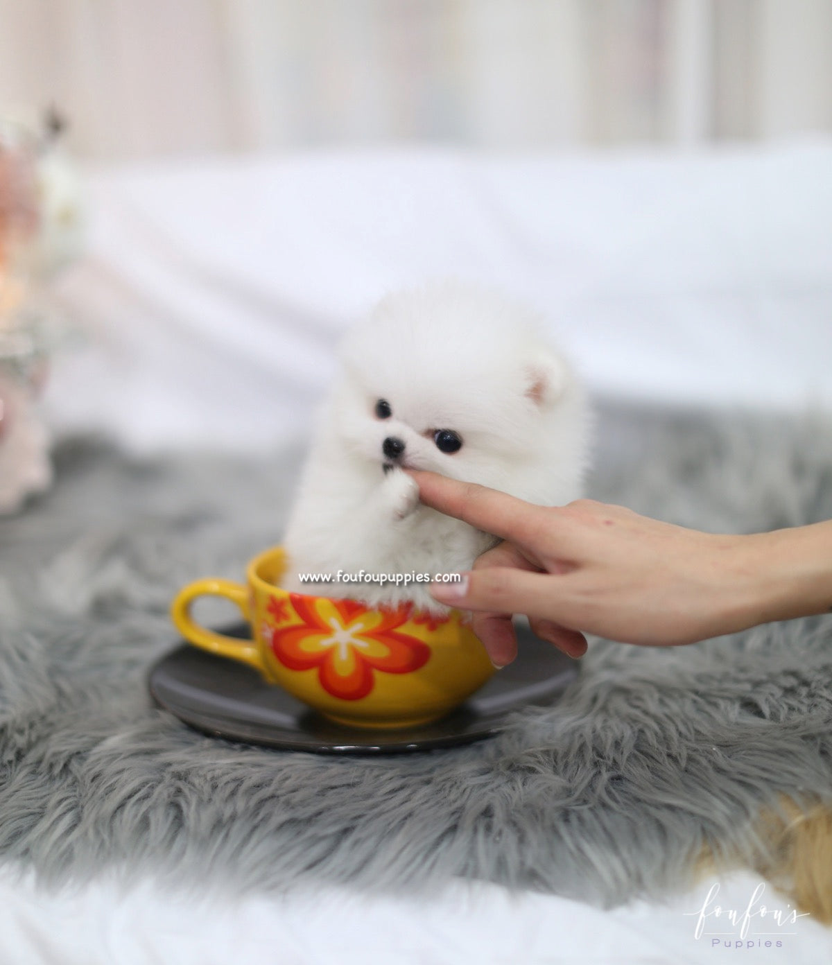 Bella - Pomeranian F.