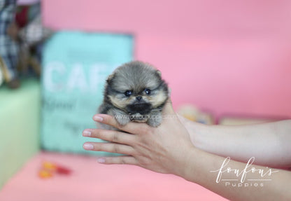 Fendi-Pomeranian F.