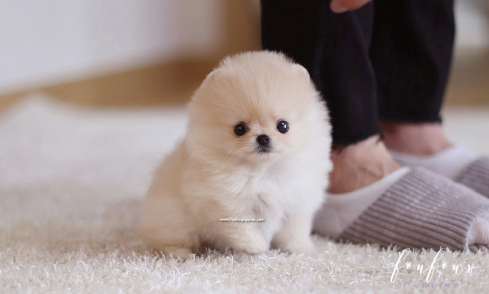 Fendi - Pomeranian F.