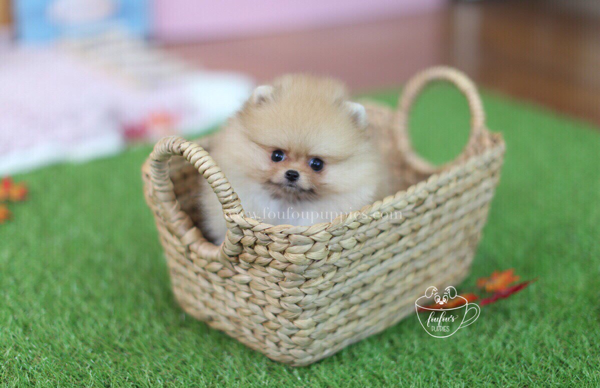 Kai-Pomeranian M.