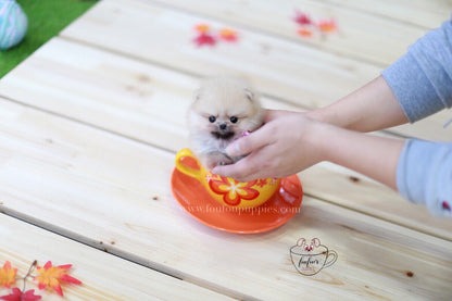 Creme Caramel-Pomeranian M.