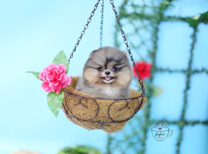 Ivy-Pomeranian F.