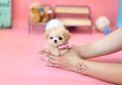 Tiffany-Poodle F.