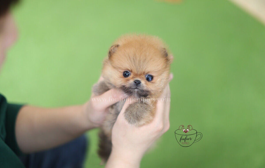 Boo-Pomeranian M.