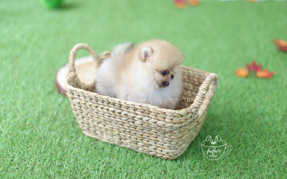 Kai-Pomeranian M.