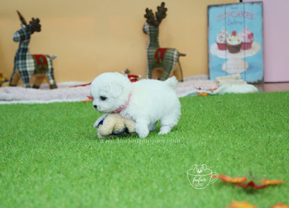 Abby-Bichon M.