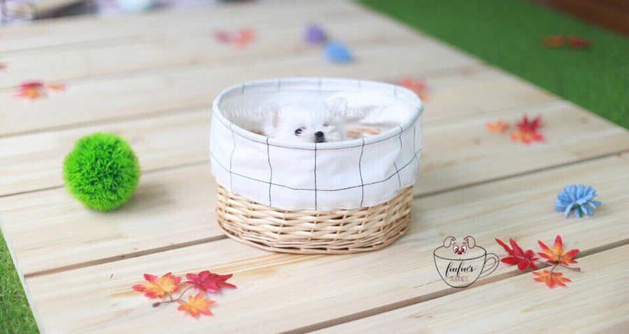 Mrs. Milli-Maltese F.