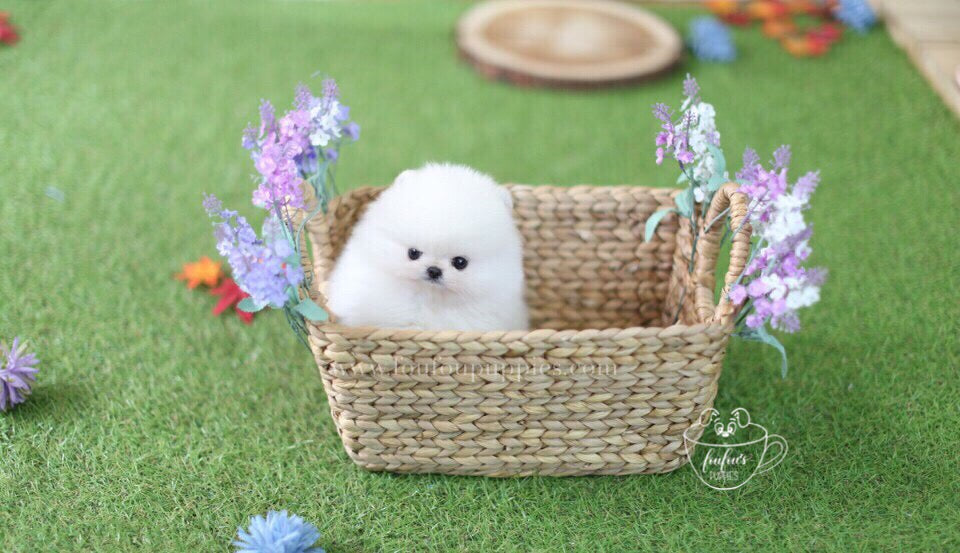 Lux-Pomeranian M.