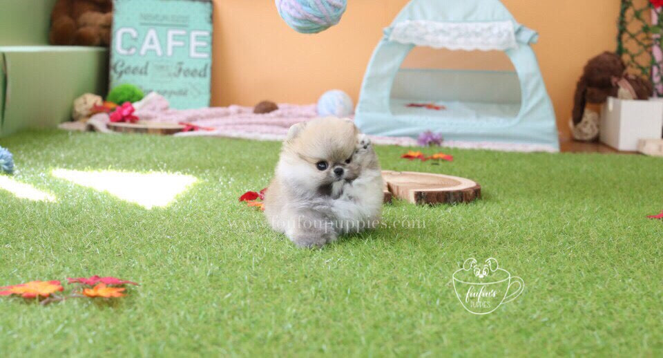 Fendi-Pomeranian F.