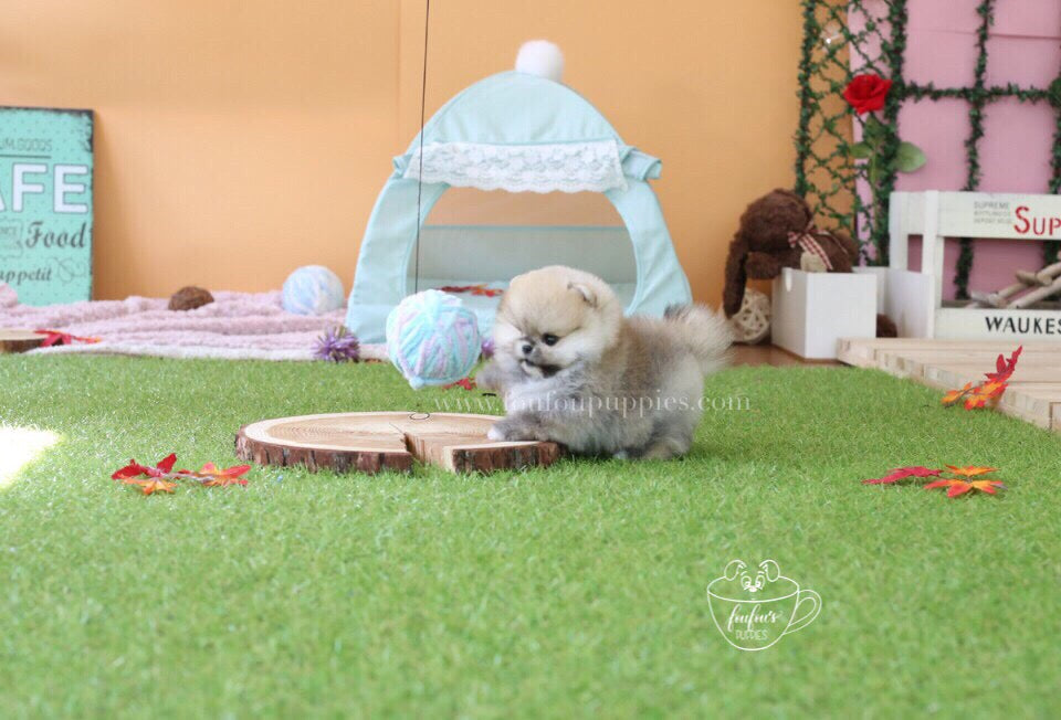 Fendi-Pomeranian F.