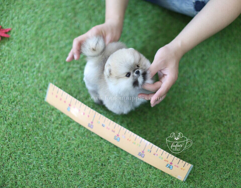 Fendi-Pomeranian F.