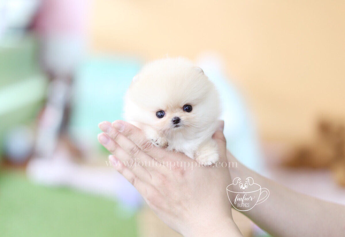 Hermes-Pomeranian M.