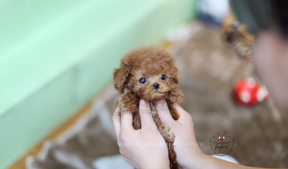 Brooklyn-Poodle M. (1710819147889)