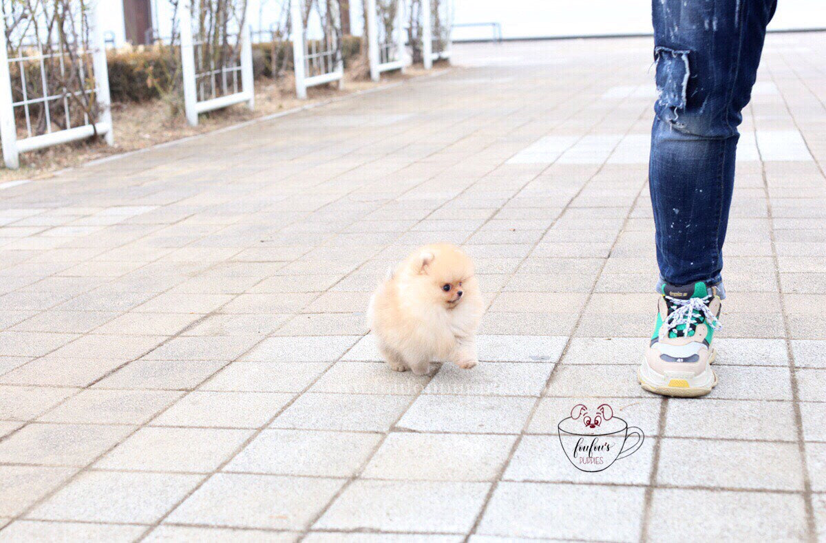 Kai-Pomeranian M.