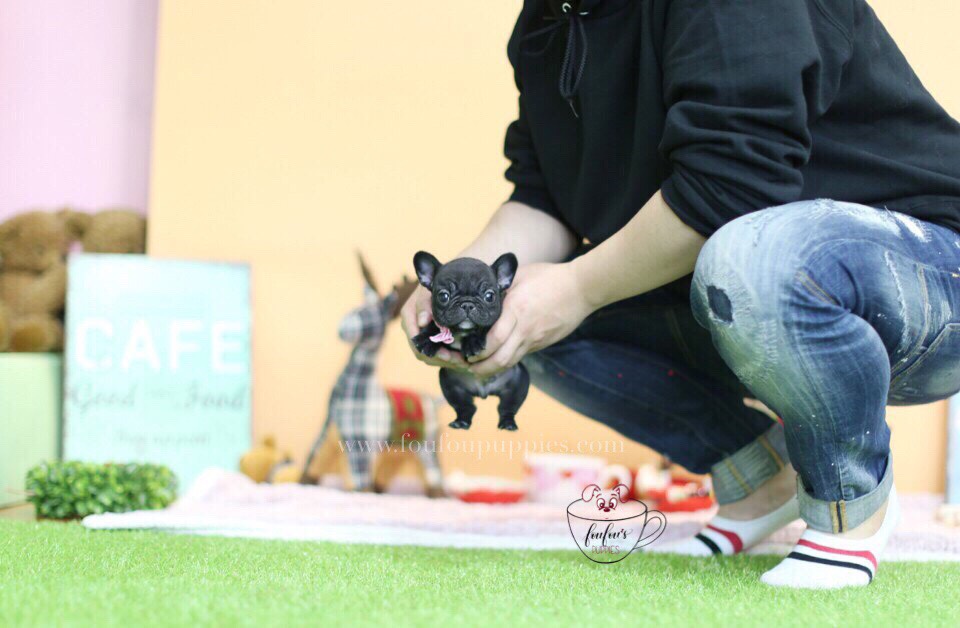 Duke-French Bulldog M.