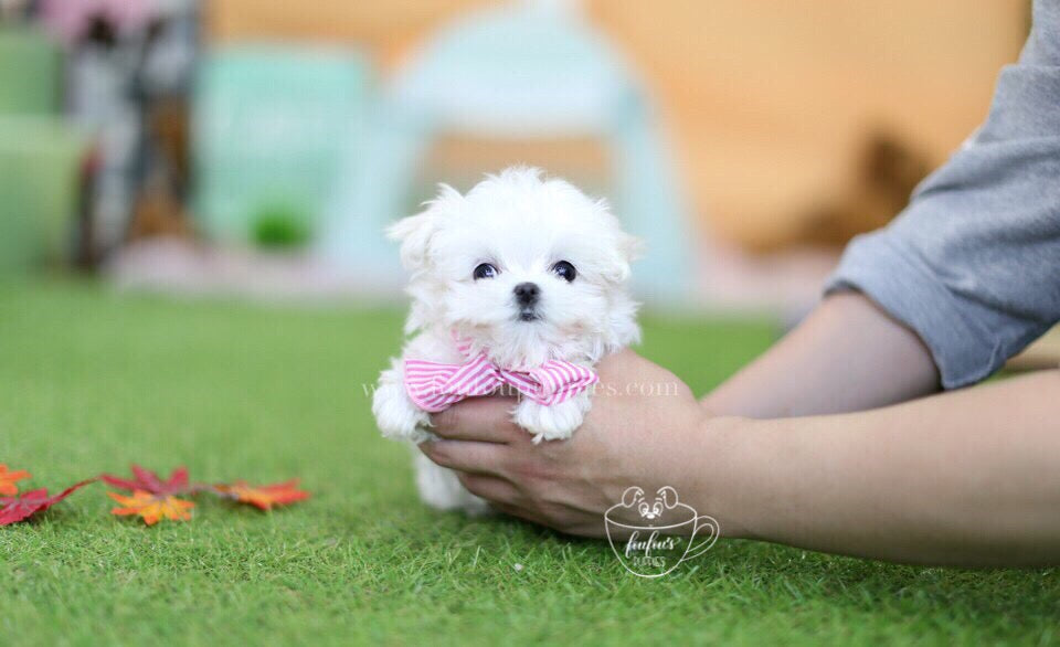 Belle-Maltese F.