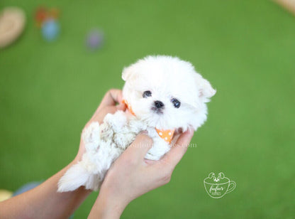 Kenji-Maltese M.