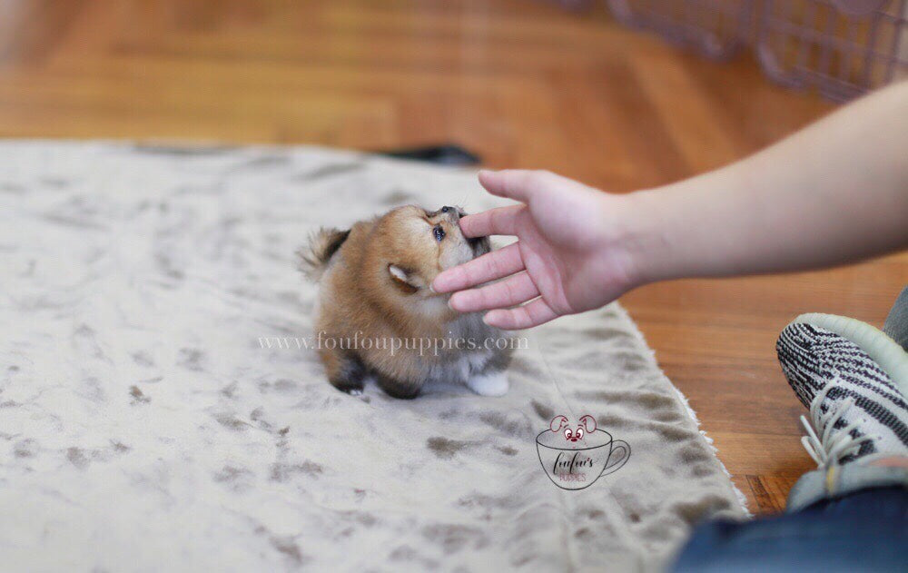 Henesscy-Pomeranian F.