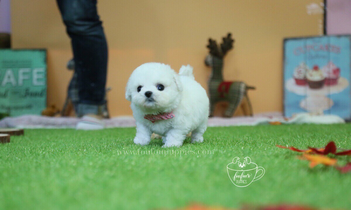 Abby-Bichon M.