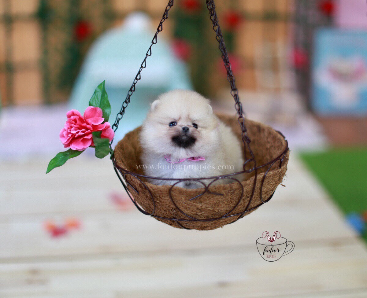 Creme Caramel-Pomeranian M.