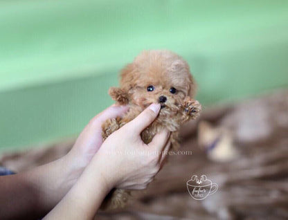 Chanel-Poodle F. (1710820556913)