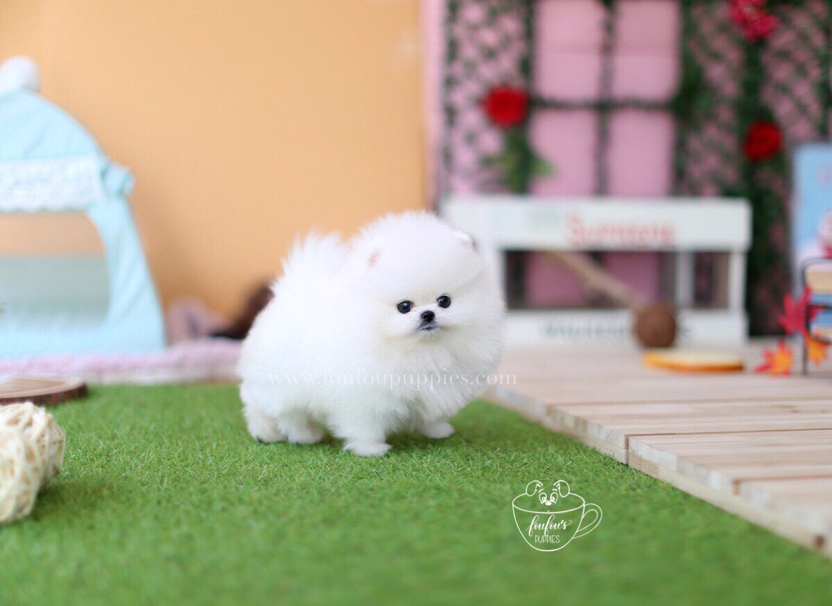 Ken-Pomeranian M.