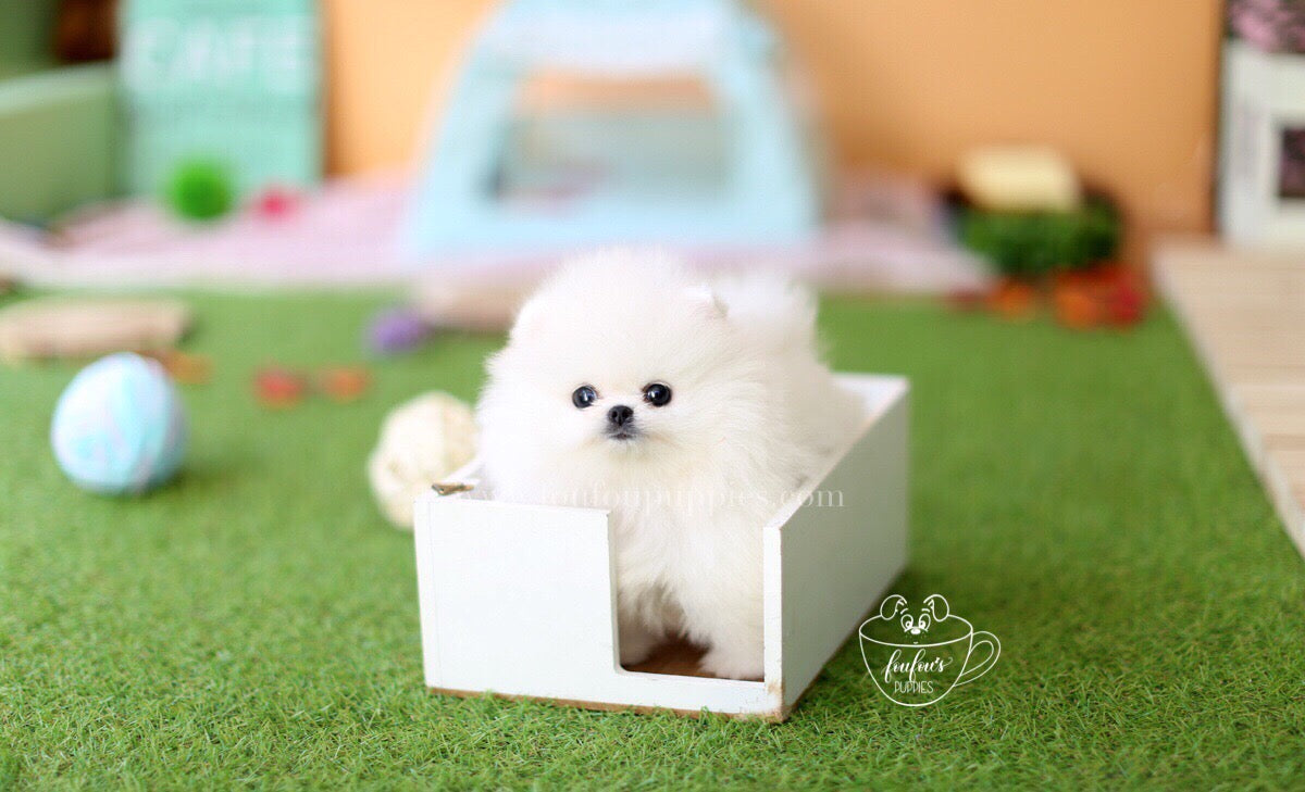 Ken-Pomeranian M.