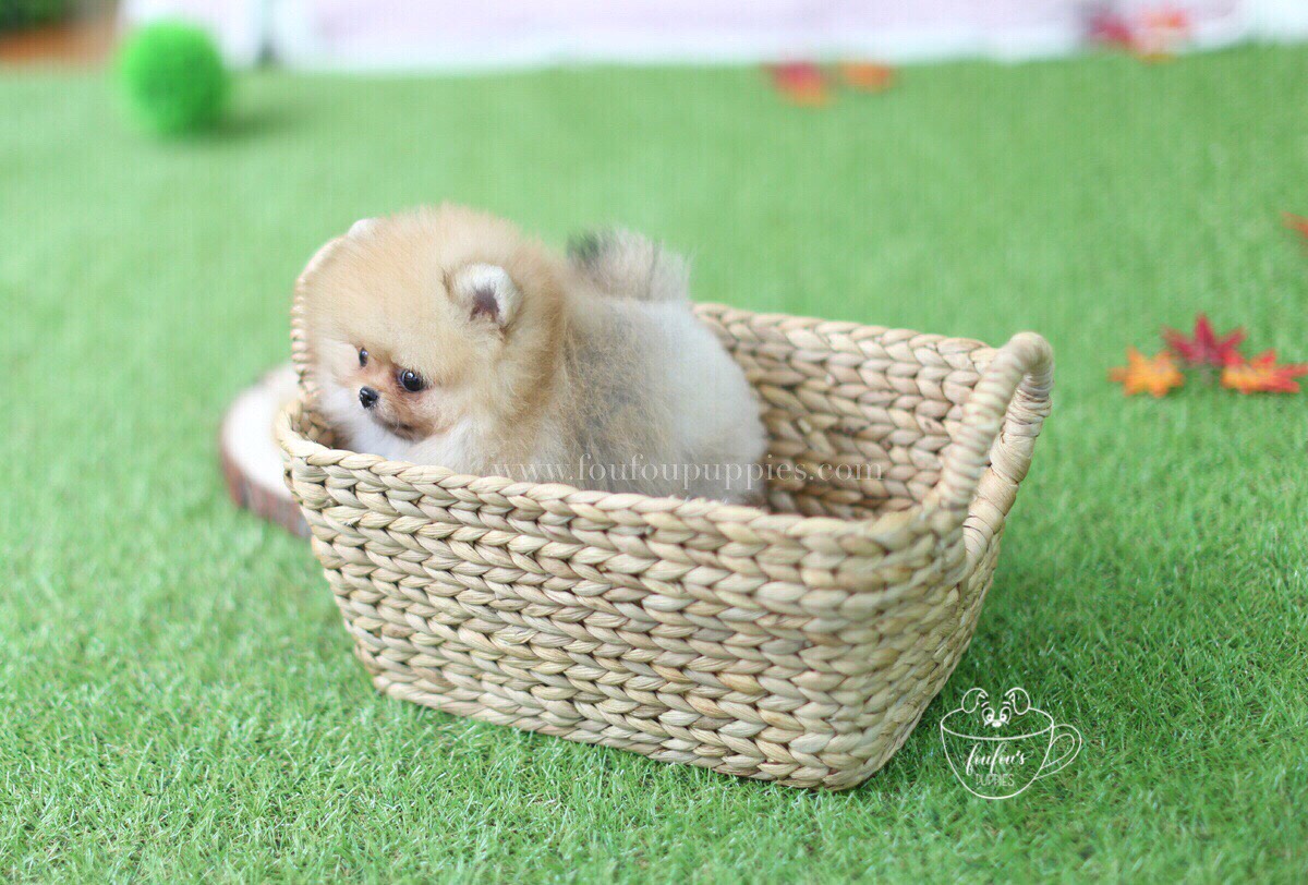 Kai-Pomeranian M.