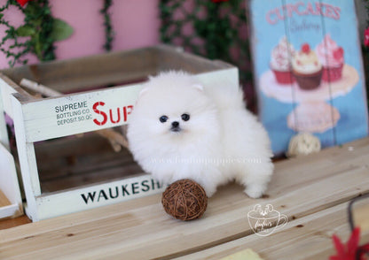 Ken-Pomeranian M.