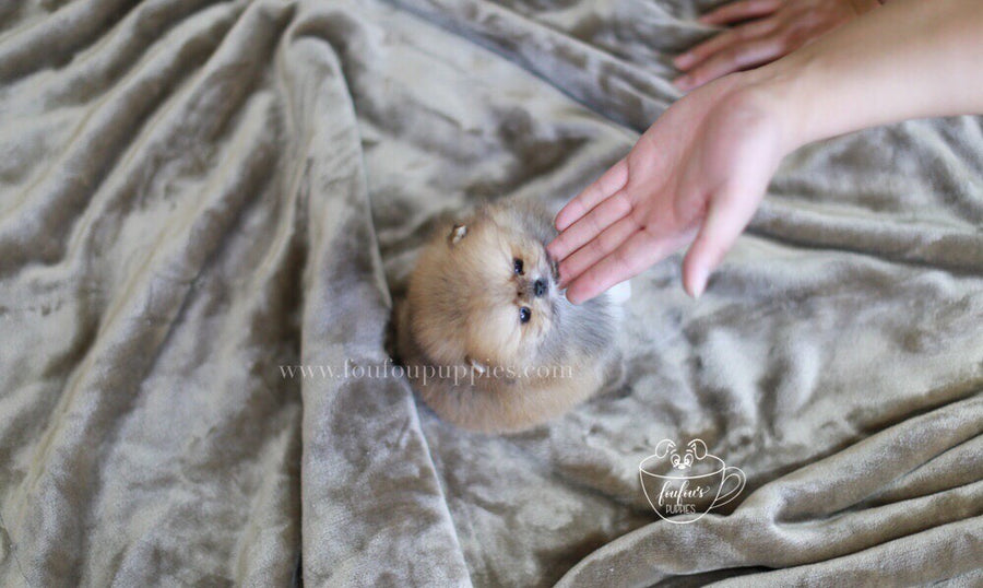 Henesscy-Pomeranian F.