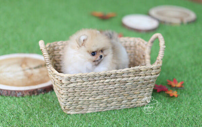 Kai-Pomeranian M.