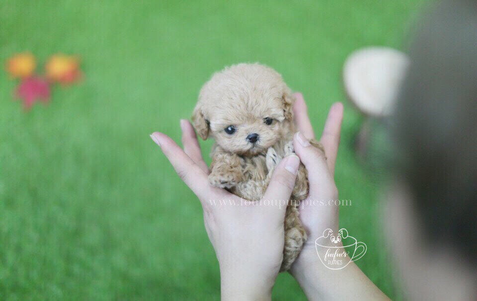 Charlie-Poodle M.