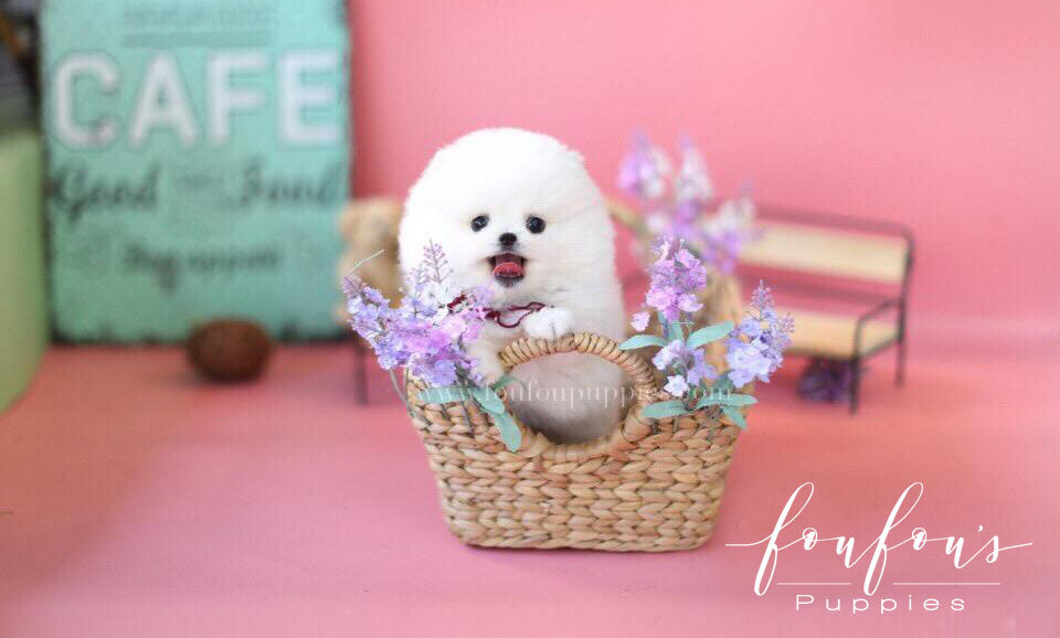 Ellis-Pomeranian M.